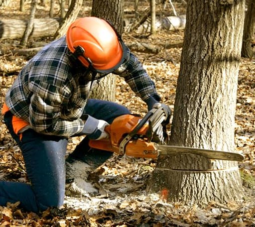 Tree Removal in Mendota, VA